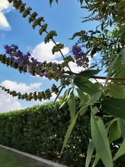 Vitex agnus-castus
