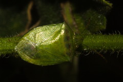 Pentatomini