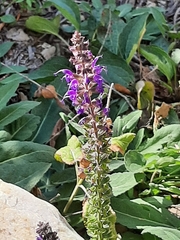 Salvia pratensis