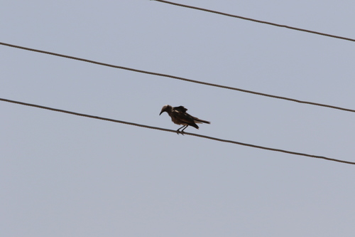 White-crowned Starling (Lamprotornis albicapillus)