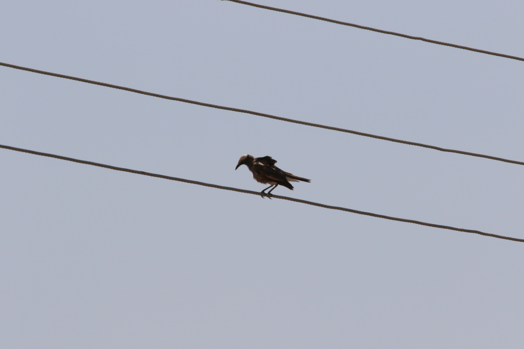 White-crowned Starling (Lamprotornis albicapillus), photo 1