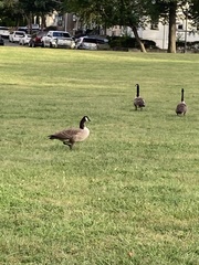 Branta canadensis