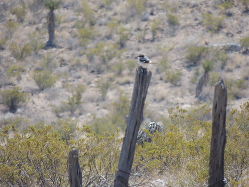 Loggerhead Shrike