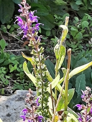Salvia pratensis