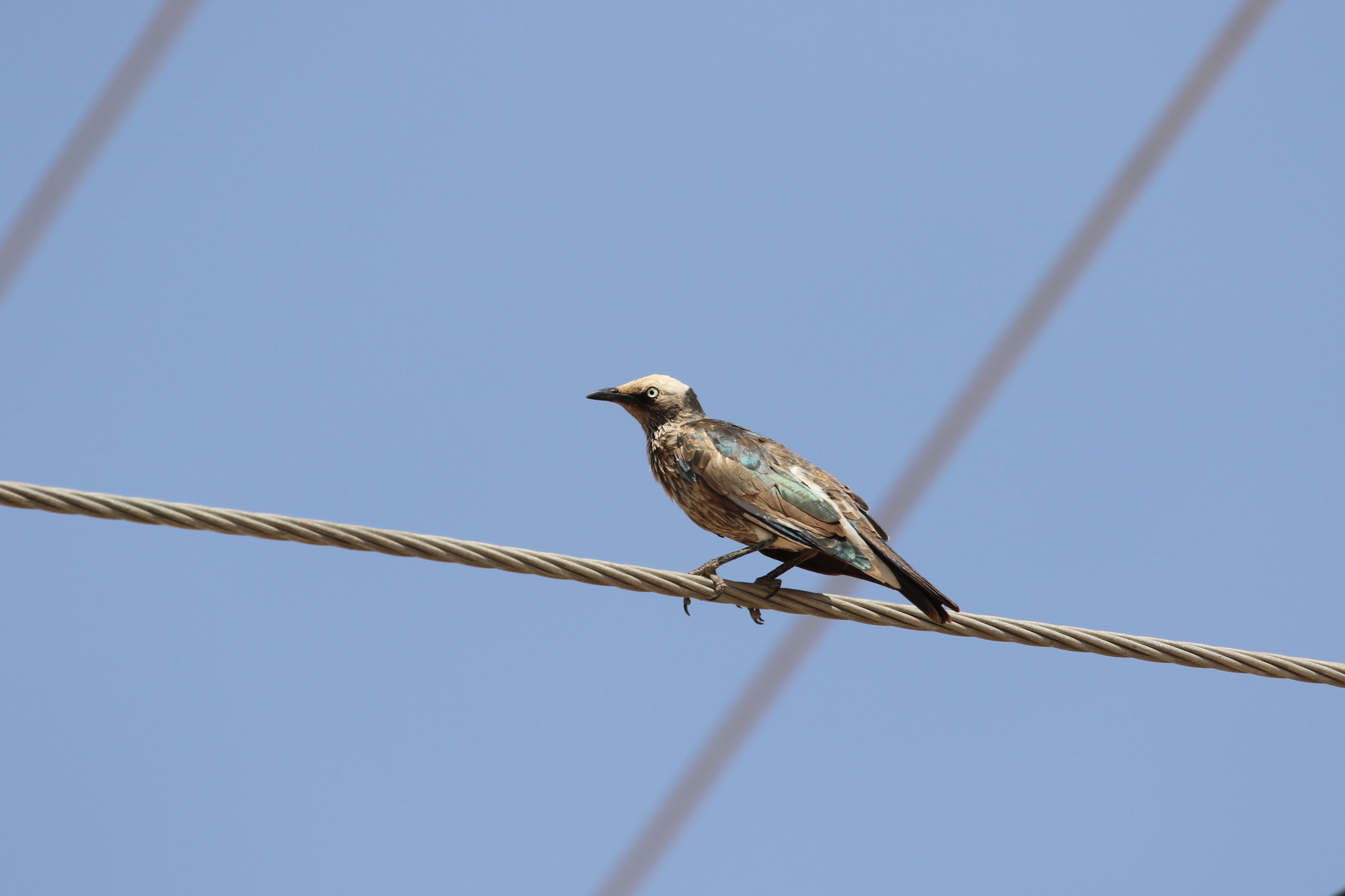 White-crowned Starling (Lamprotornis albicapillus), photo 2