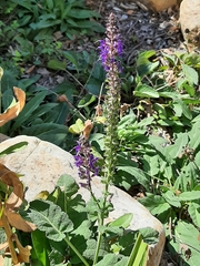 Salvia pratensis