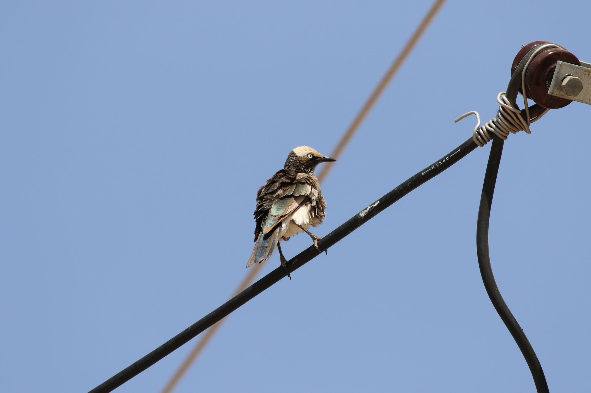 White-crowned Starling (Lamprotornis albicapillus), photo 5