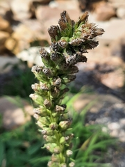 Liatris