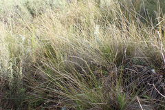 Aristida junciformis