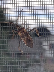 Leptoglossus occidentalis