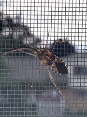 Leptoglossus occidentalis