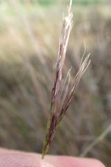 Aristida junciformis