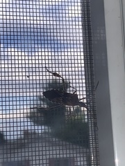 Leptoglossus occidentalis