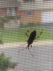 Leptoglossus occidentalis