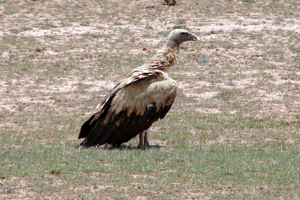 Himalayan Vulture