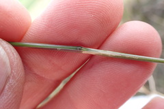 Aristida junciformis