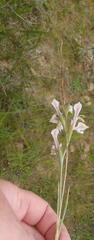 Gladiolus virescens