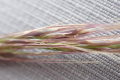 Aristida junciformis