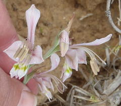 Gladiolus virescens