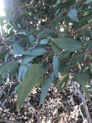 Eucalyptus rudis