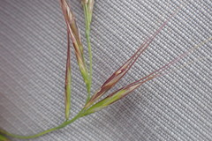Aristida junciformis