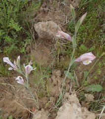 Gladiolus virescens