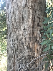 Eucalyptus rudis