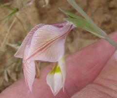 Gladiolus virescens
