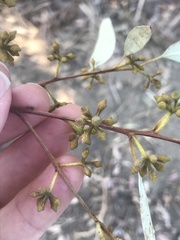 Eucalyptus rudis