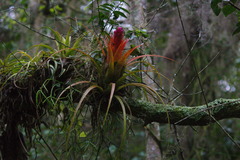 Aechmea recurvata