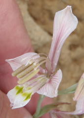 Gladiolus virescens