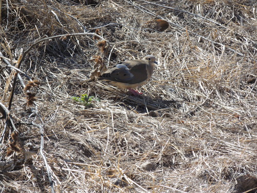 Mourning Dove