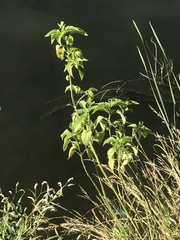 Physalis philadelphica