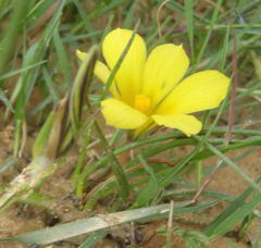 Moraea fugacissima