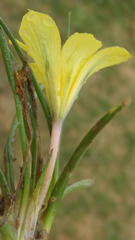 Moraea fugacissima