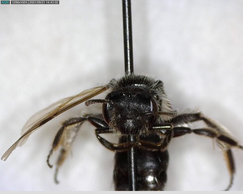 iNaturalist observation photo of Mining Bees