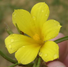 Moraea fugacissima