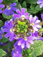 Scaevola aemula