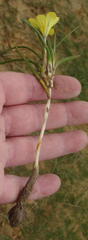 Moraea fugacissima