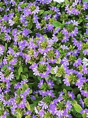 Scaevola aemula