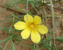 Moraea fugacissima