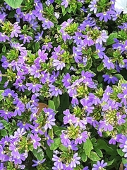Scaevola aemula