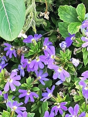 Scaevola aemula