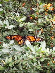 Danaus plexippus