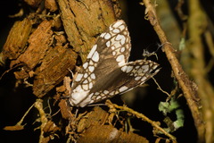 Tessella sertata