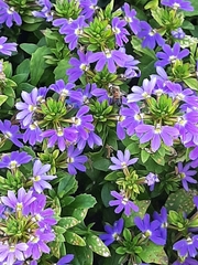 Scaevola aemula