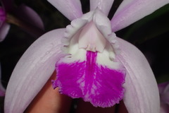 Cattleya intermedia