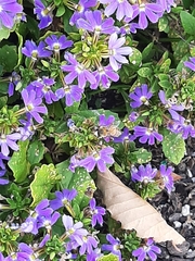 Scaevola aemula