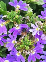 Scaevola aemula