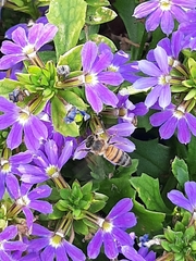 Scaevola aemula